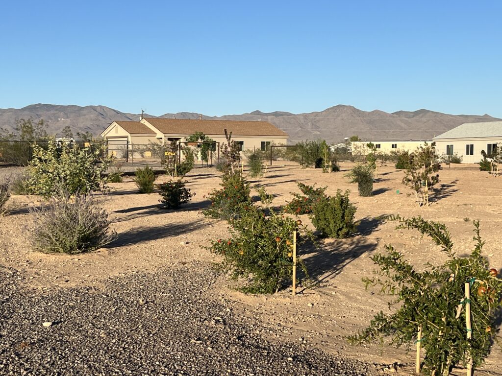 Fast-growing tree project in Northern Arizona