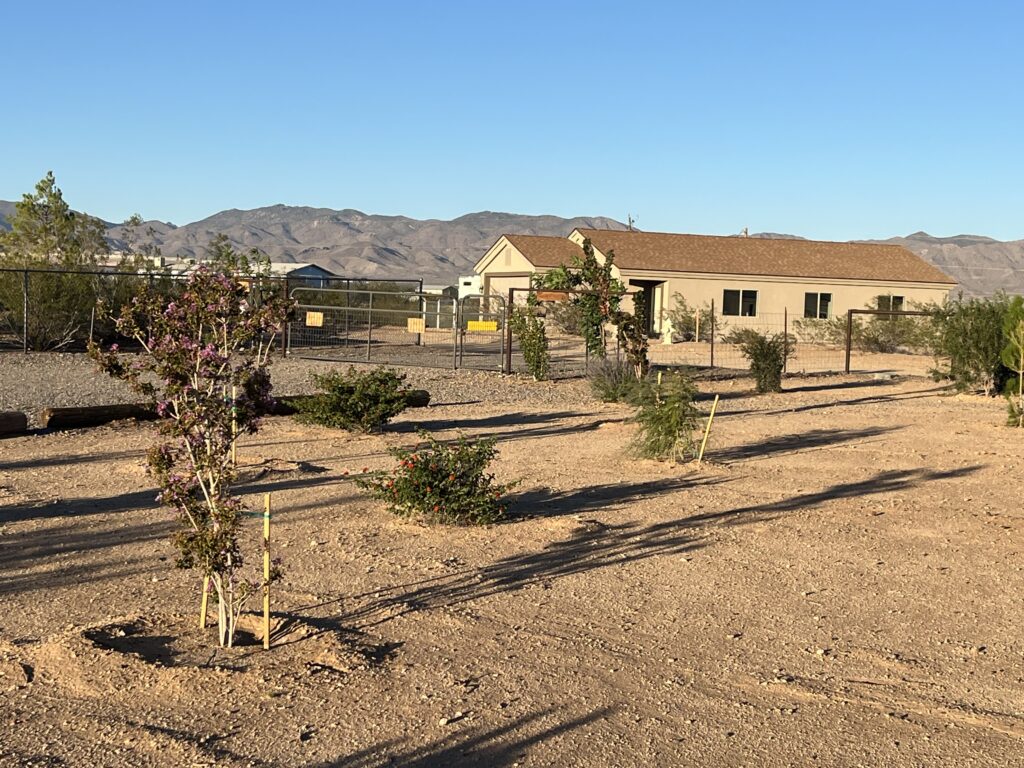 Established tree selected for a Northern Arizona property