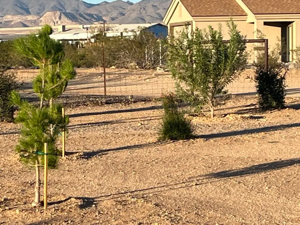 Healthy tree growing in a Northern Arizona landscape