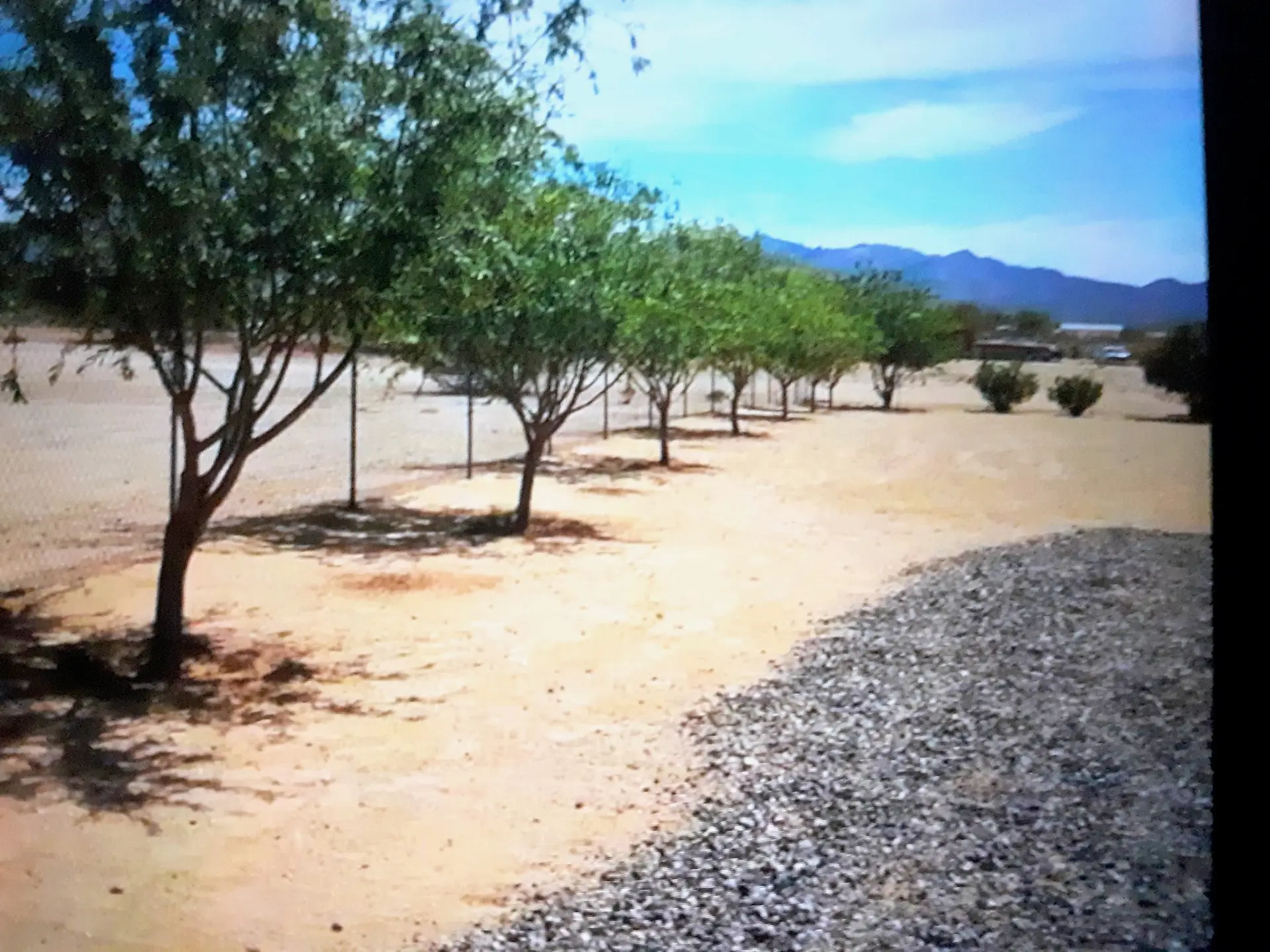 Australian  Hybrid Willow