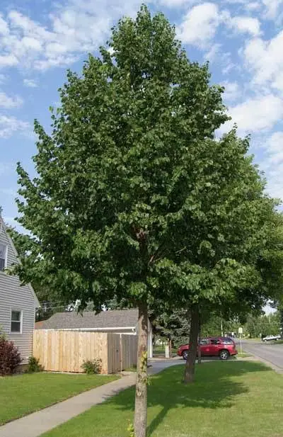 Cottonless Cottonwood
