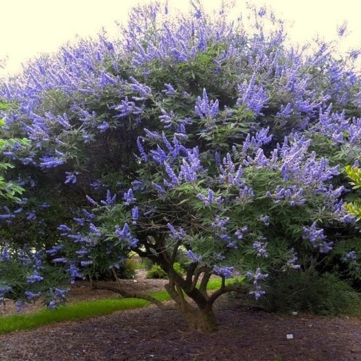 Chaste Tree with Purple Lilac Flowers