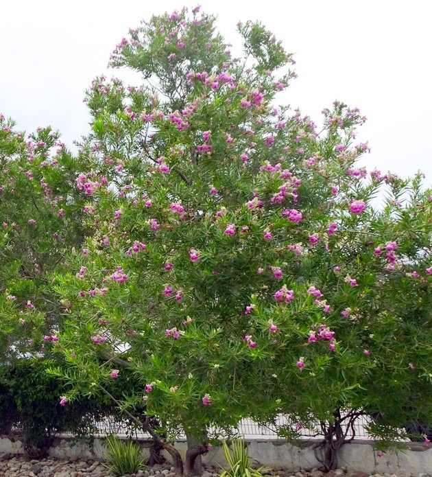 Burgundy Desert Willow