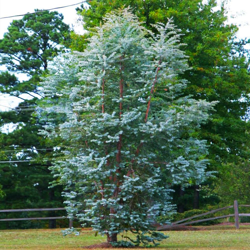 Silver Dollar Eucalyptus