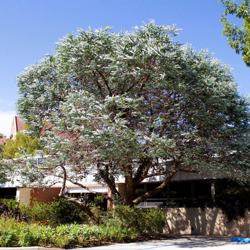 Silver Dollar Eucalyptus